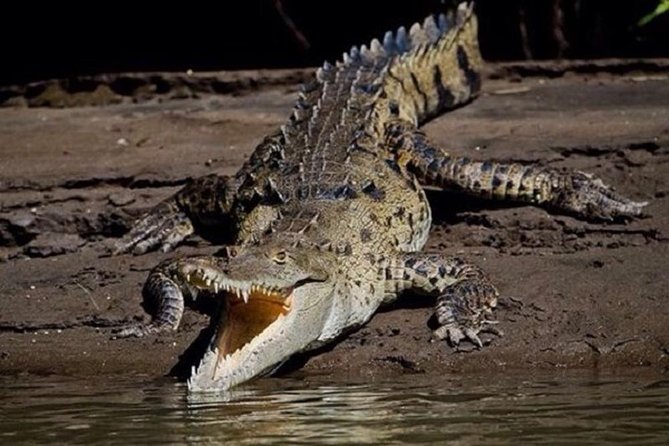 Palo Verde Boat Safari - Lunch and Cuisine