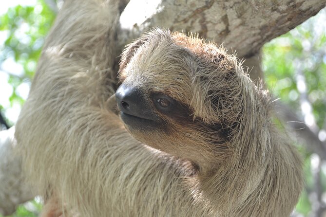 Roatan Drift Snorkel and Monkey/Sloth Sanctuary Tour - Preparing for Your Roatan Adventure