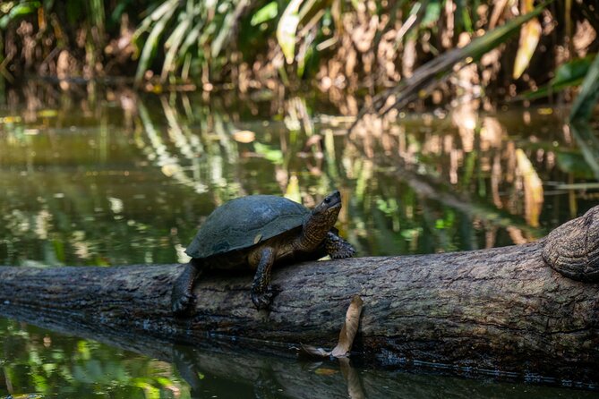 Sloth and Kayak Tour in Punta Uva Beach and Jungle - Booking and Cancellation Policy