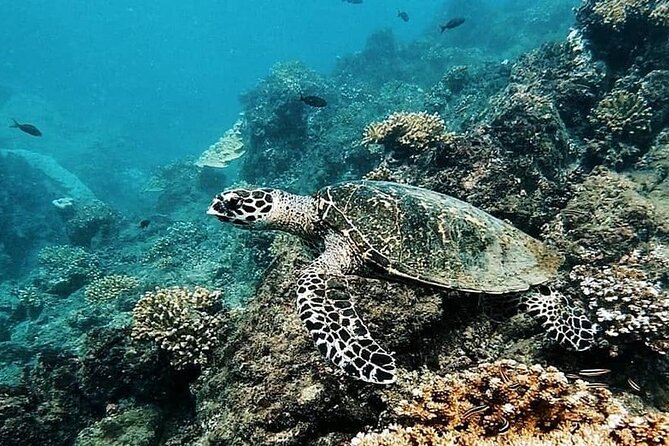 Snorkeling Tour in Caño Island With Lunch - Amenities and Inclusions