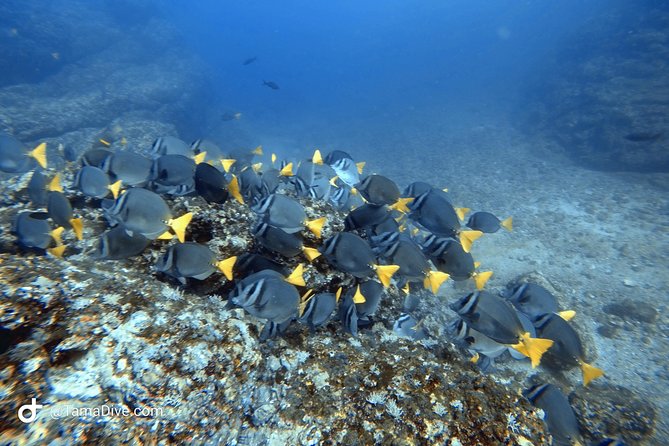 Try Scuba Diving / Basic Diver - What to Expect on the Dives