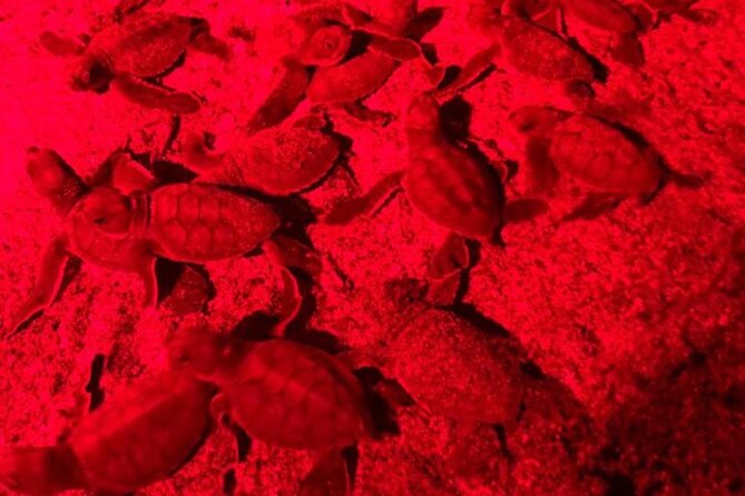 Turtle Watching Night Tours With Expert Naturalist - Reviewing Customer Experiences and Feedback
