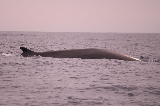 Whale and Dolphin Watching in Calheta, Madeira Island - Highlights of the Tour