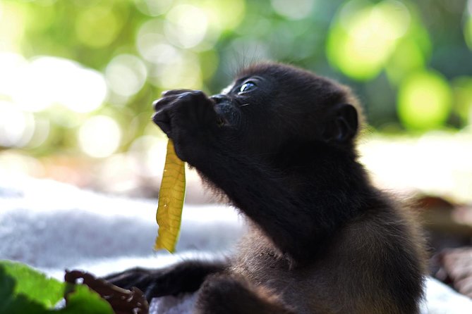 Wildlife Rescue Center Tour in Costa Rica - Amenities and Inclusions