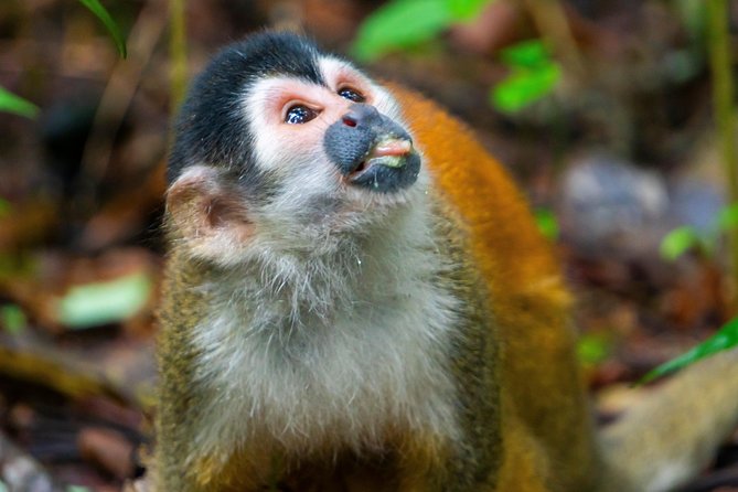 2-Day Tour in Corcovado, Sirena and San Pedrillo Stations - Destination Highlights: Corcovado National Park