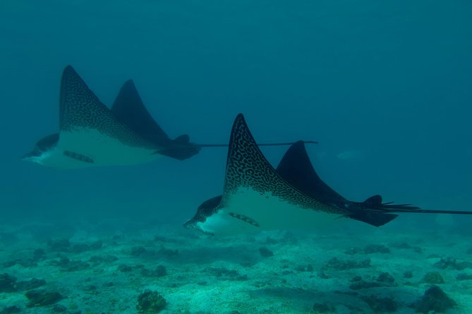 Day Tour to Pinzón Island and La Fé/Palmitas Bay With Snorkeling and Fishing - Customer Experiences and Feedback
