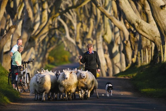 Dublin: Giants Causeway, Dark Hedges, Dunluce and Belfast Titanic Entrance Fee - Customer Feedback and Ratings