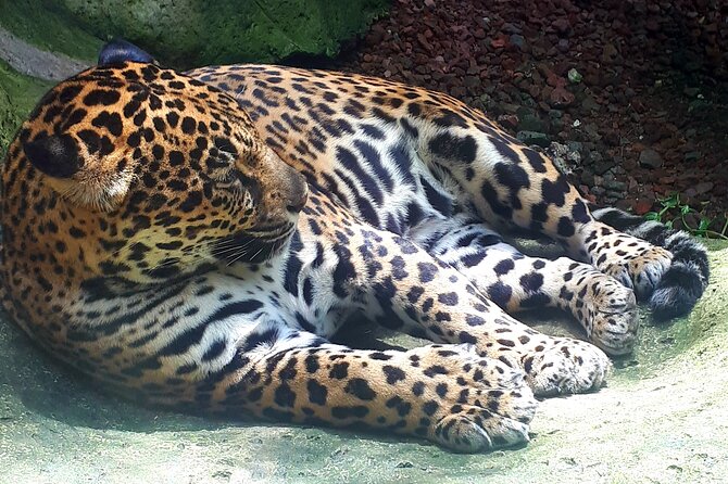 Full Day Poas Volcano, La Paz Waterfall Gardens and Coffee Plantation Experience - Traveler Experience and Reviews