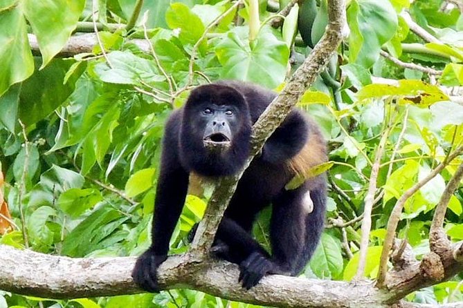 Gatun Lake & Panama Canal Wildlife Boat Tour and Sloth Sanctuary - Why Book This Tour?