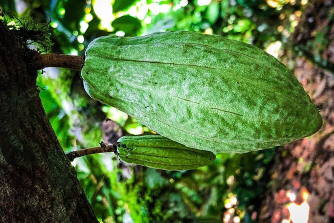 La Fortuna Eden Chocolate Tour - Recommendations and Additional Information