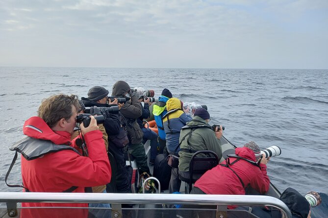 Lisbon Dolphin Watching With a Marine Biologist in a Small Group - Small Group Size and Personalized Attention