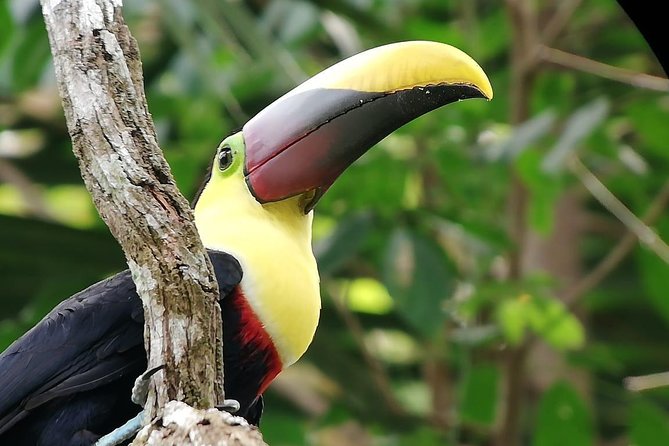 Manuel Antonio National Park Guided Tours - Booking Details and Accessibility