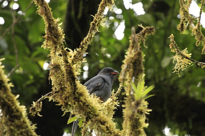Morning Volcano Hike and Mistico Hanging Bridges - Traveler Reviews and Feedback