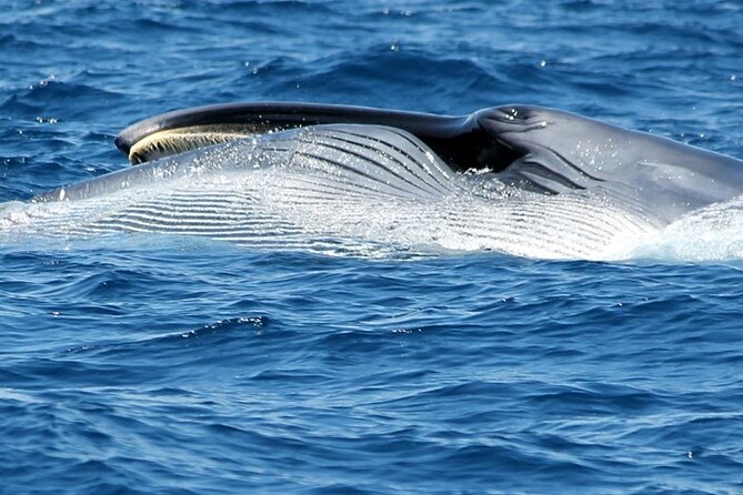 No Chase Whale & Dolphin Tour Putting Marine Life First - We Care - Flexible Booking and Cancellation Policies