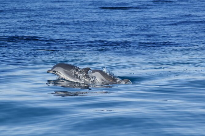 Portimão:Embark on Nature•Benagil and Dolphins•Biologist on Board - Tour Duration and Schedule