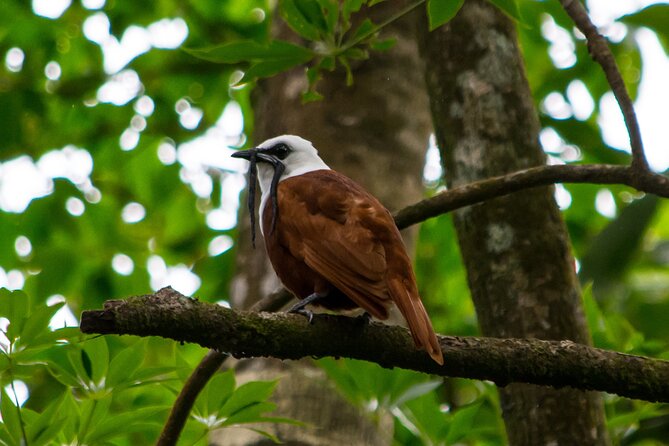 Private Natural History Walk by Pasión Costa Rica - Recommendations and Accessibility