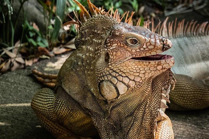 Skip the Line: Rescate Wildlife Rescue Centre General Admission Ticket - Exploring the Natural Landscapes