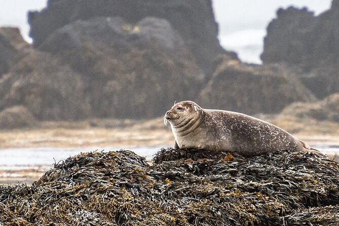 Snaefellsnes Peninsula Full Day Tour From Reykjavik - Weather Preparedness and Accessibility