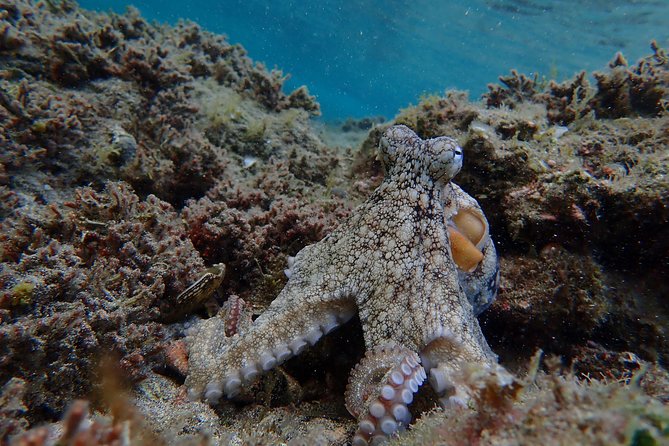 Snorkeling Tour - Expectations and Requirements