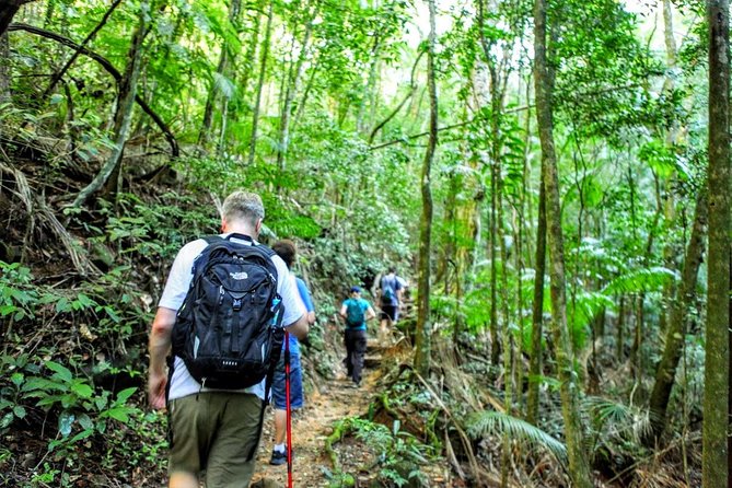Tijuca Forest Half-Day Hike (Small Group or Private) - Preparing for Your Tijuca Forest Adventure