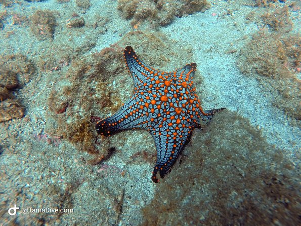 Try Scuba Diving / Basic Diver - Included Amenities and Gear