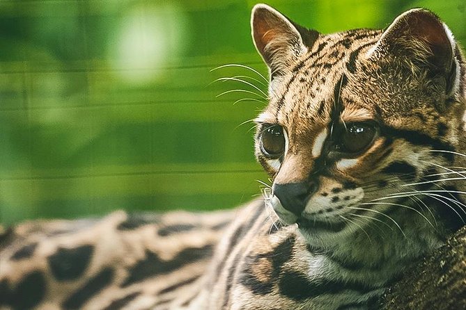Wildlife Rescue Center Tour in Costa Rica - Combating Development and Poaching