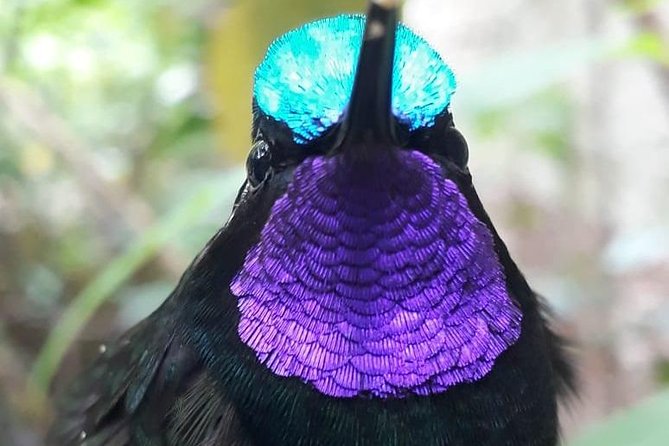 Cloud Forest Adventure: Hike the Mystical Canopy! - Inclusions and Exclusions