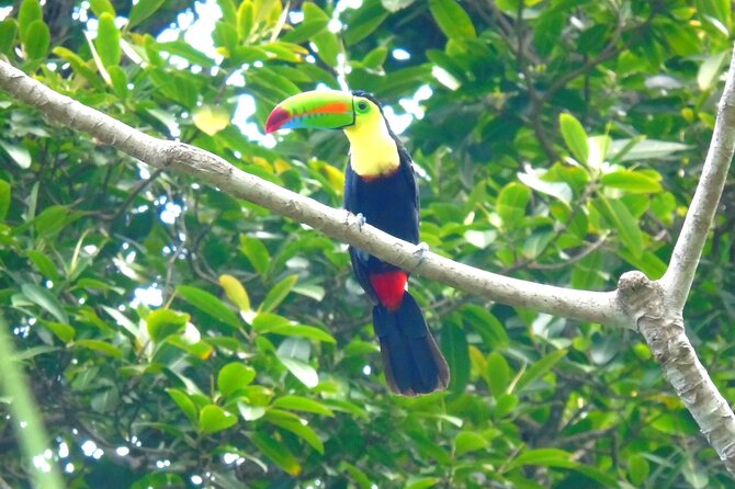 Cruiseline Excursion Colon: Rainforest, San Lorenzo Fort and Canal Expansion - Exploring the Rainforest