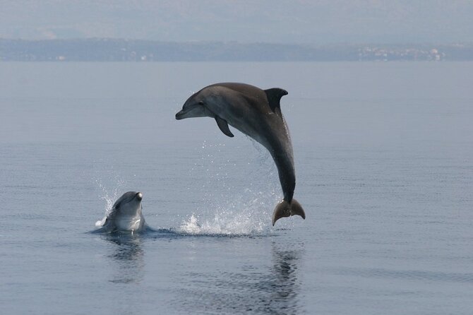 Exclusive Dolphin & Sunset Cruise With Dinner & Drinks From Pula - Dining Options and Drinks