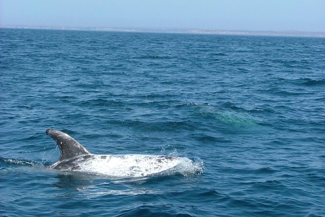 Lisbon Dolphin Watching With a Marine Biologist in a Small Group - Safety and Comfort Measures