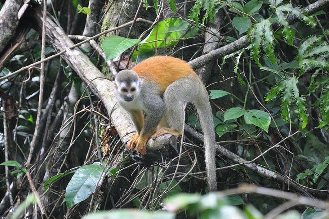 Manuel Antonio National Park Guided Tours - Potential Challenges and Suggestions