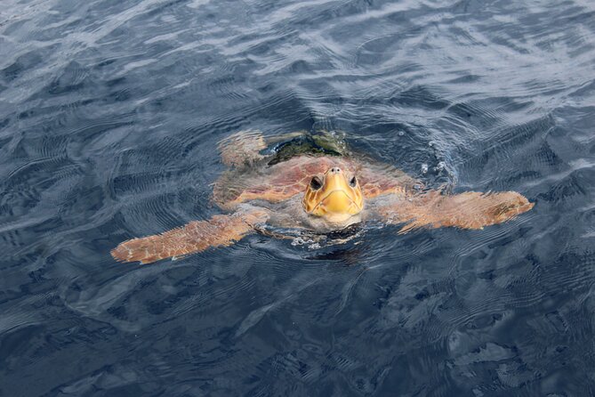 No Chase Whale & Dolphin Tour Putting Marine Life First - We Care - Knowledgeable Crew and Informative Experiences