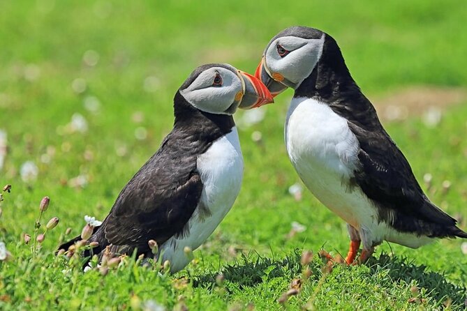 Puffin and Volcano Tour With Ebbi - Taking in Viking History and Culture