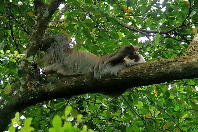 Sloths Observation and Coffee, Chocolate, Sugarcane Experience - Chocolate Tasting Extravaganza
