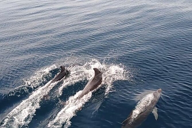 3 Hours Sunset and Dolphin Tour From Medulin With Sandra Boat - Cancellation Policy and Price