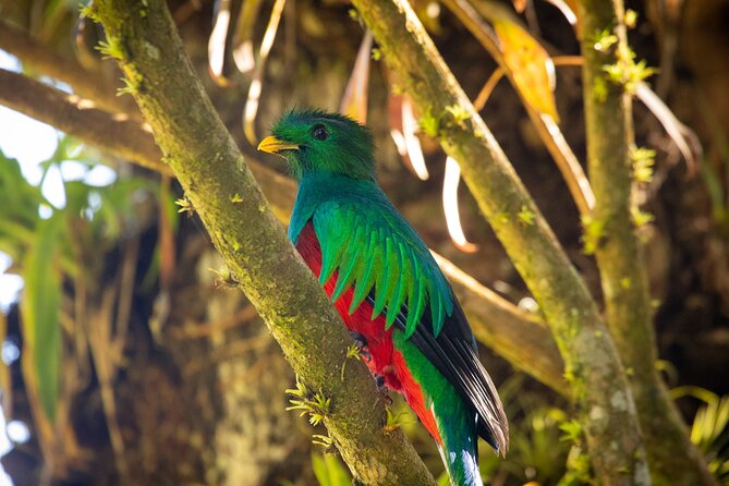 Cloud Forest Adventure: Hike the Mystical Canopy! - Accessibility and Requirements