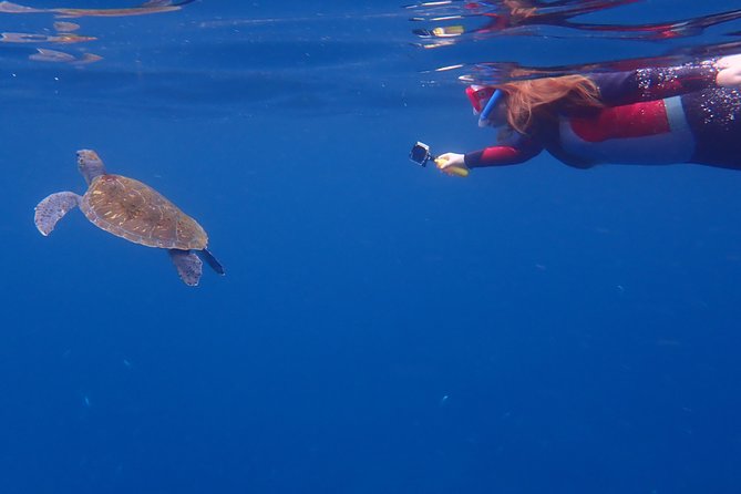 Kayaking With Dolphins and Turtles and Snorkelling in Tenerife - Safety Considerations