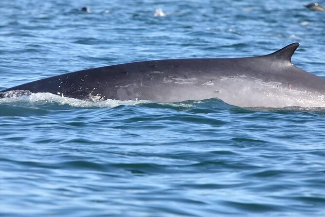 Lisbon Dolphin Watching With a Marine Biologist in a Small Group - Sighting Success Rate and Customer Feedback
