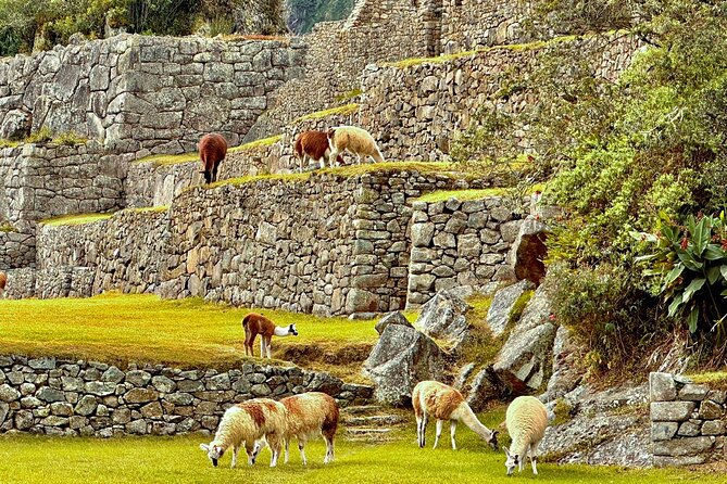 Machu Picchu by Train Full Day - What to Expect on the Day of the Tour
