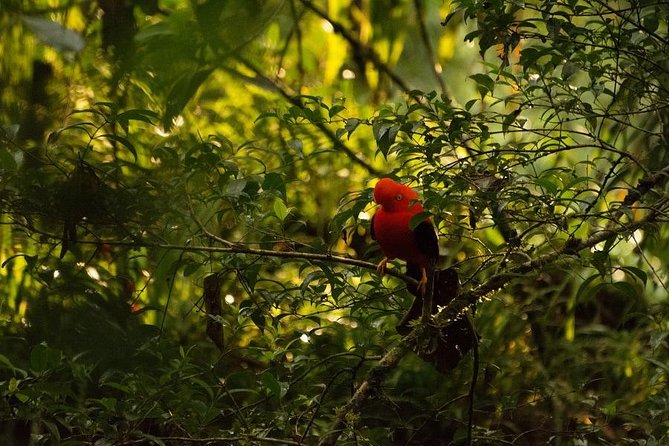 Manu Jungle Tour (4 Days) - Accommodation and Meals