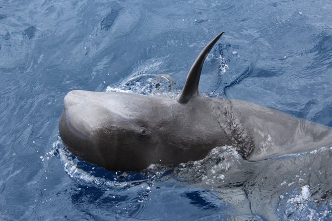 No Chase Whale & Dolphin Tour Putting Marine Life First - We Care - Commitment to Eco-Friendly Practices