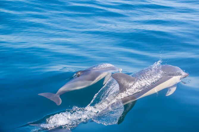 Portimão:Embark on Nature•Benagil and Dolphins•Biologist on Board - Safety and Regulations
