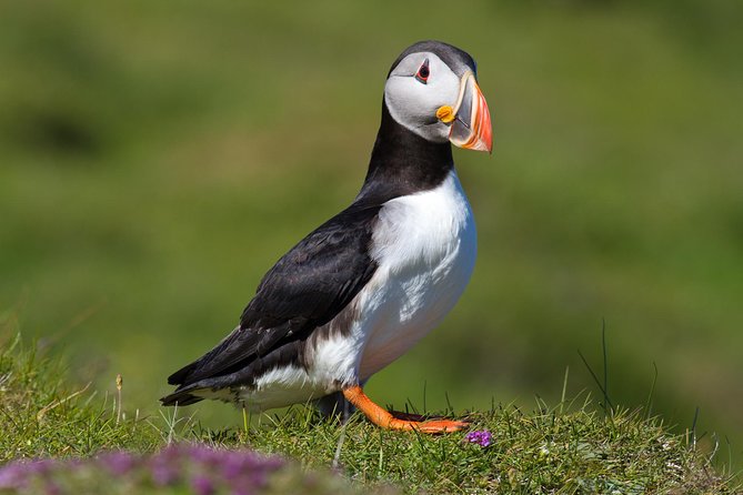 Puffin and Volcano Tour With Ebbi - Encountering Elephant Rock and Traditional Games