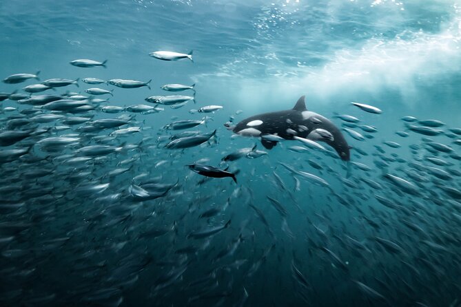 Silent Whale Watching - Preparing for the Adventure