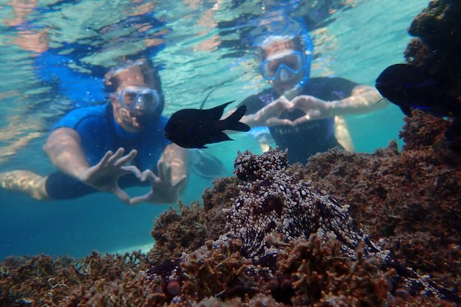 Snorkeling Tour - Highlights of the Tour