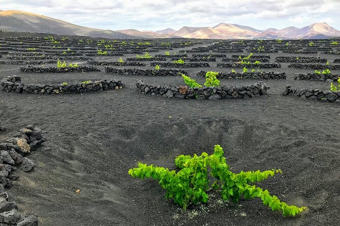 Timanfaya & Lanzarote Volcano Experience - Praise From Travelers