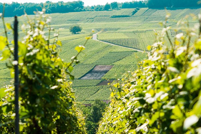 Champagne Day Trip With 6 Tastings, Reims and Winery From Paris - Preparing for Your Champagne Adventure