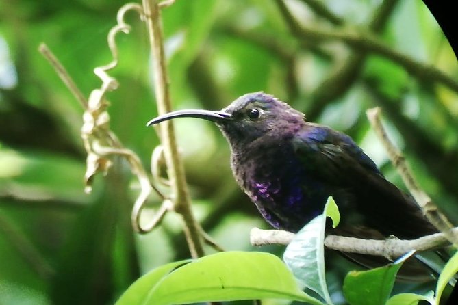 Cloud Forest Adventure: Hike the Mystical Canopy! - Customer Feedback