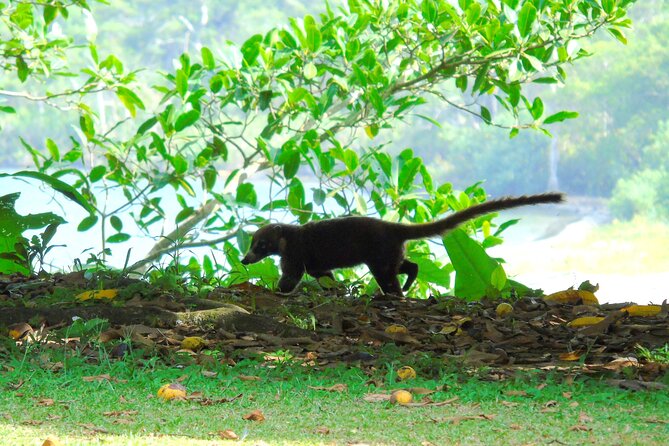 Cruiseline Excursion Colon: Rainforest, San Lorenzo Fort and Canal Expansion - Witnessing the Panama Canal Expansion