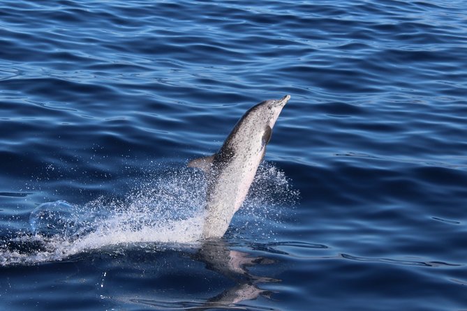 No Chase Whale & Dolphin Tour Putting Marine Life First - We Care - Traveler Testimonials and Recommendations